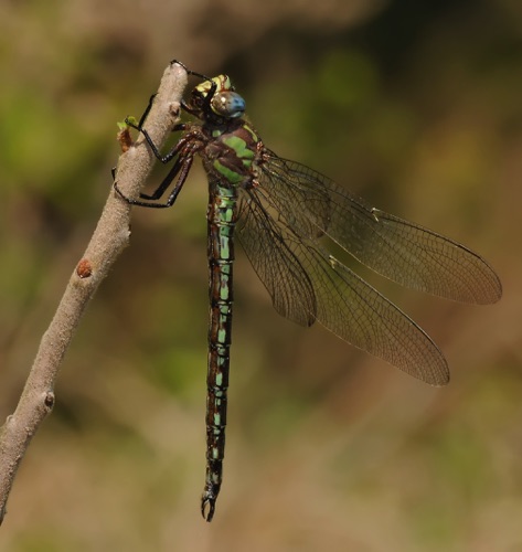 Male (posed)
2010_04_22_Laurens